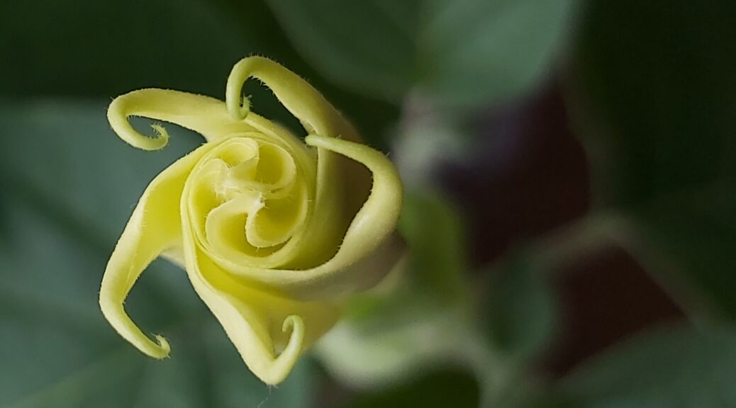 Datura metel