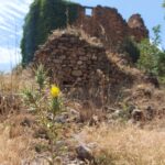 Distel vor Ruine