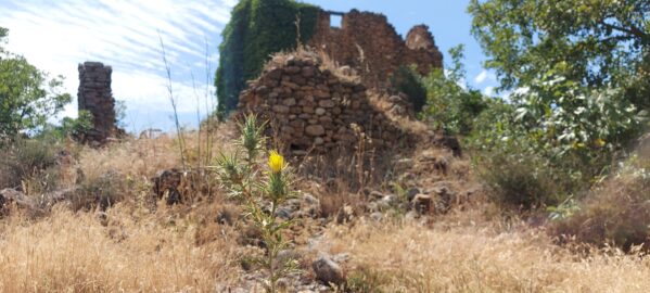 Distel vor Ruine
